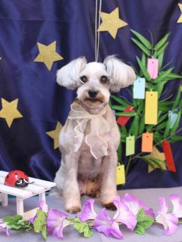 20230708ここちゃん